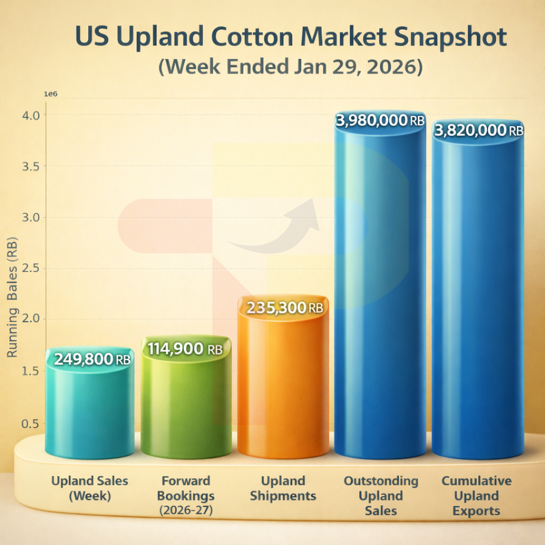 US Cotton Exports Rebound on Strong Upland Demand